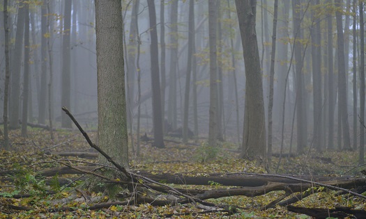 Fog, Forest, Mindfulness, Meditation, Trees