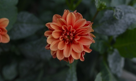 Orange Flower, Blooming Flower