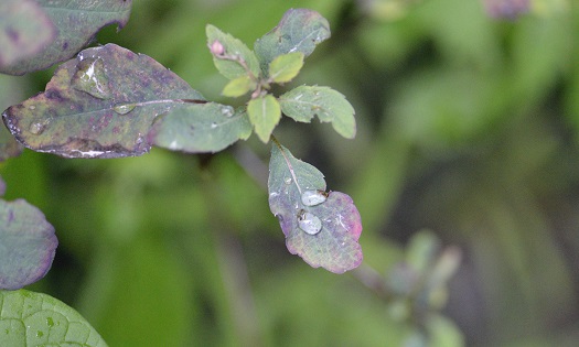 Leaf, Water drops, Rain, Nature, Mindfulness