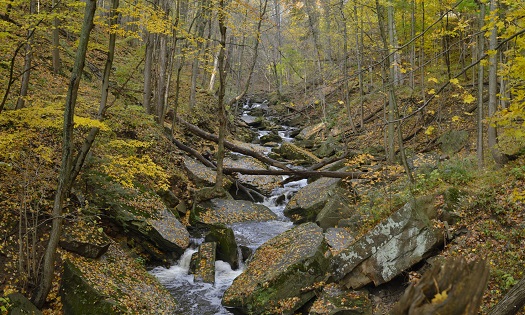 Autumn, Stream, Water, Fall, Forest